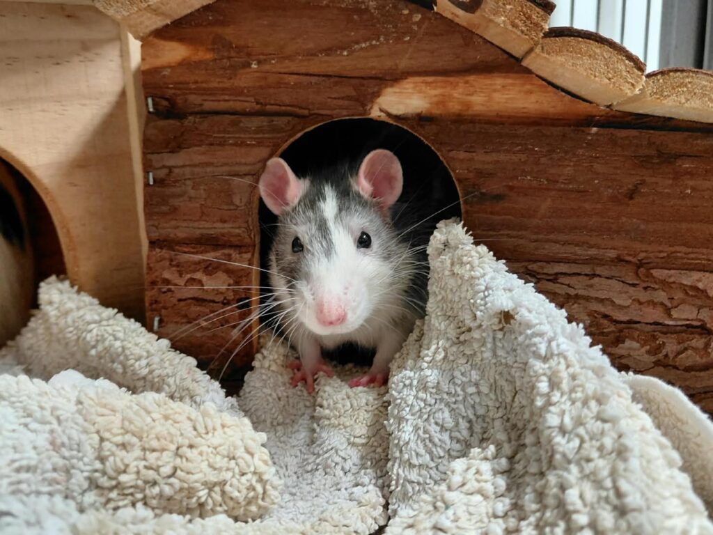 Ratten4