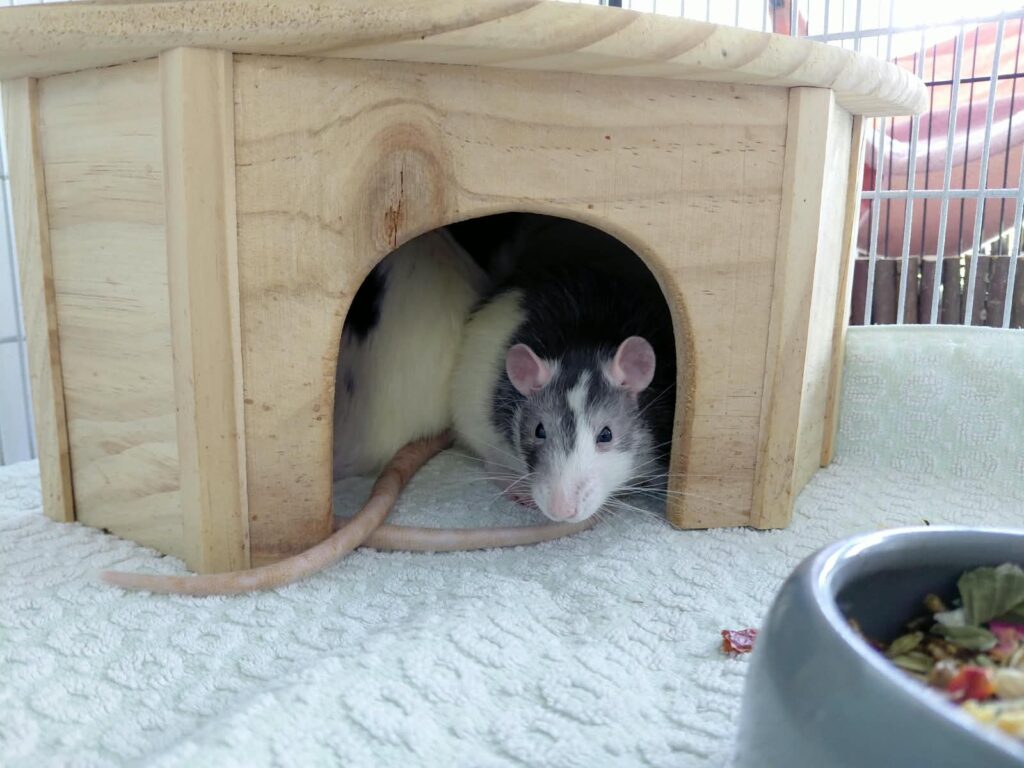 Ratten5