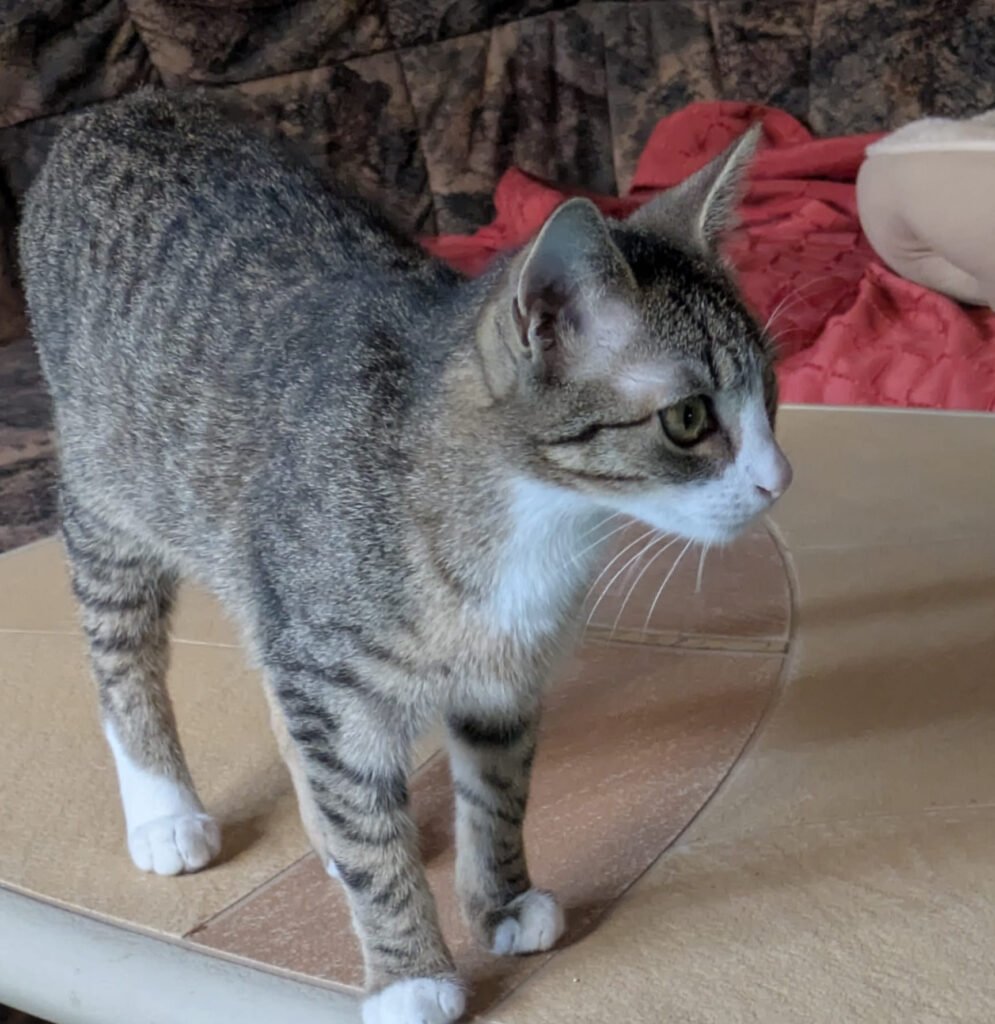 Katze
