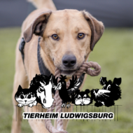 Tierschutzverein Ludwigsburg e.V.